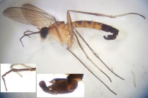 Réf. 252 042 : Gigantosciapus decellei